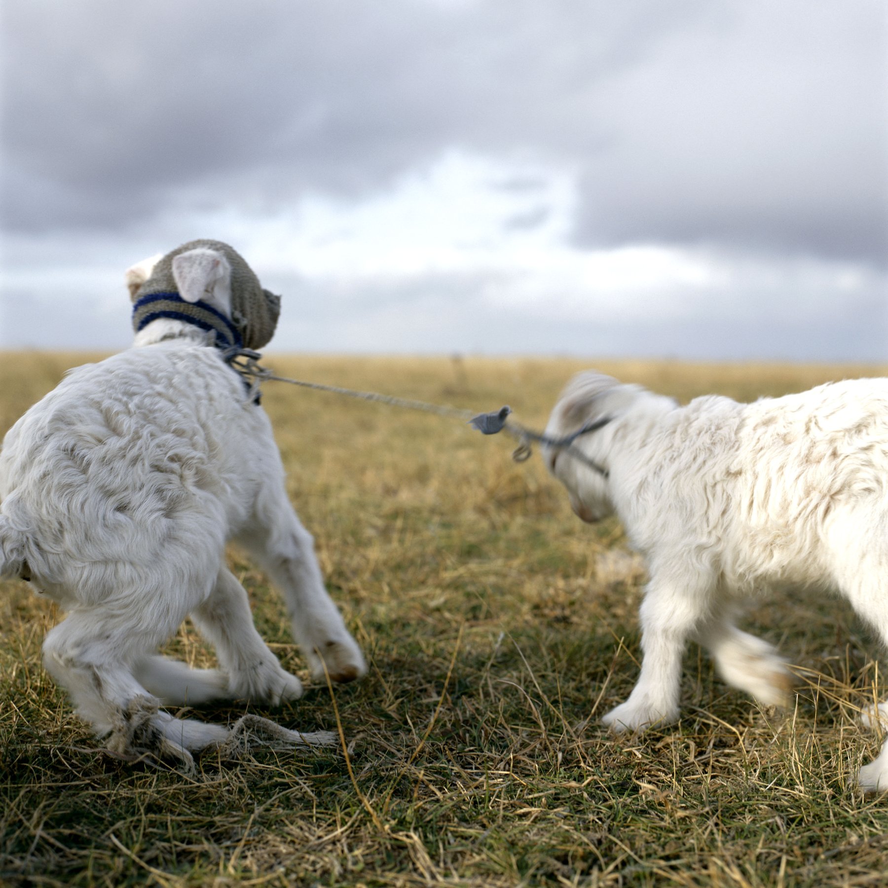 Alessandra Sanguinetti, On the Sixth Day: ảnh màu người và gia súc trên một trang trại vùng Pampas, Argentina