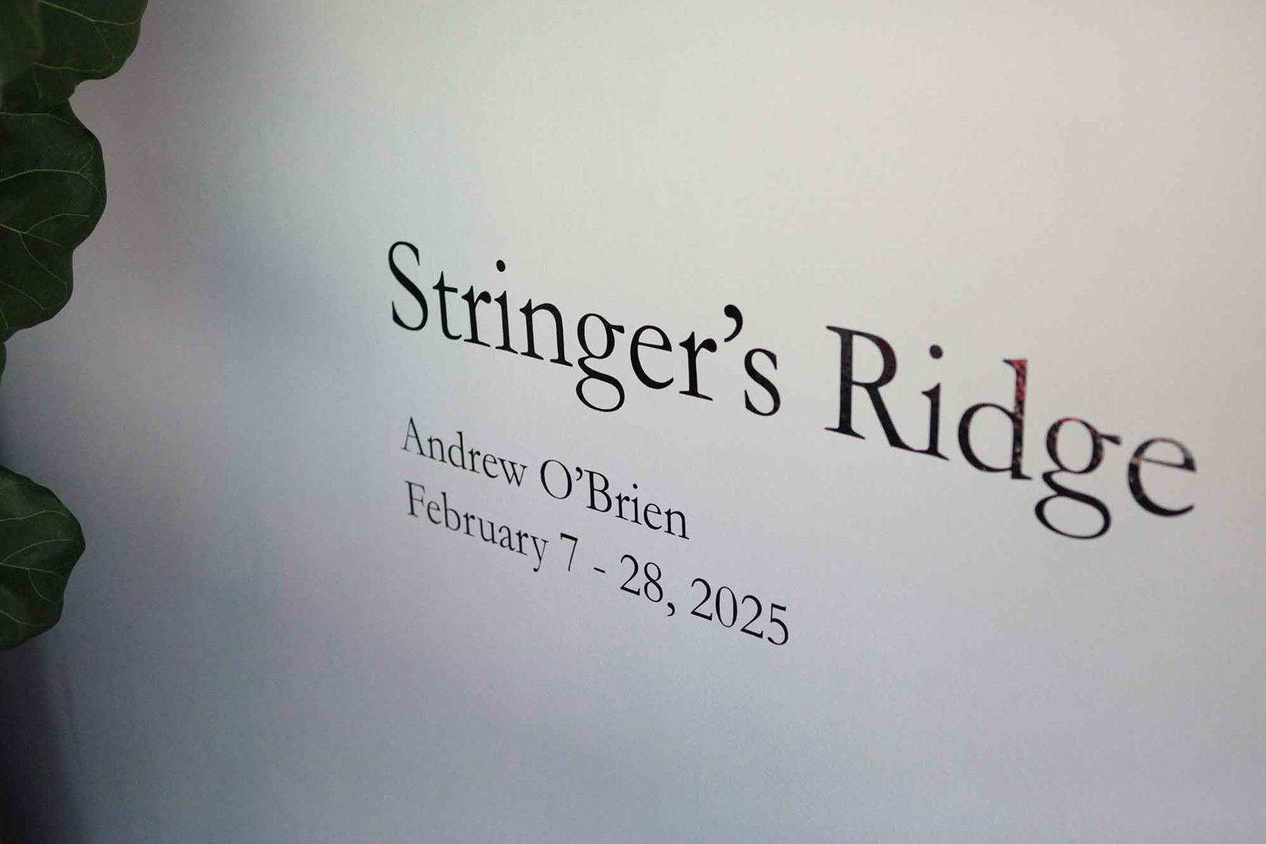 Andrew O'Brien, Stringer's Ridge: khung ướp hương, thân cây giả quấn dây kim ngân và ảnh tầng rừng trong phòng trưng bày