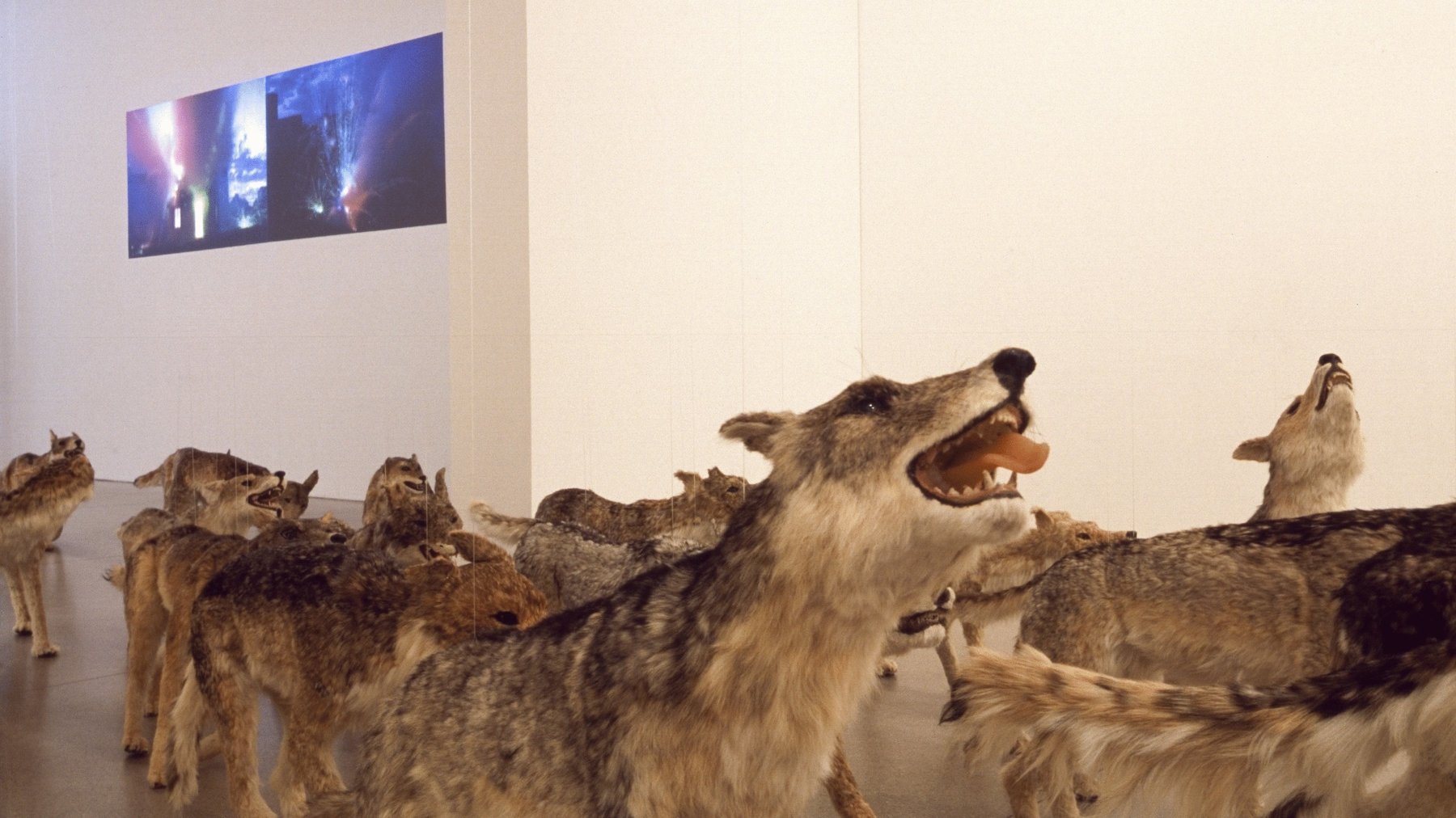 Cai Guo-Qiang, Head On: bầy sói mô hình bay thành vòng cung rồi đâm vào bức tường kính trong phòng trưng bày