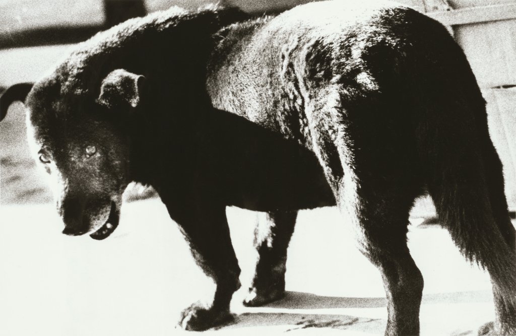 Daido Moriyama, Stray Dog, Misawa: ảnh đen trắng hạt thô, con chó hoang lông rối ngoái đầu nhìn thẳng vào máy ảnh