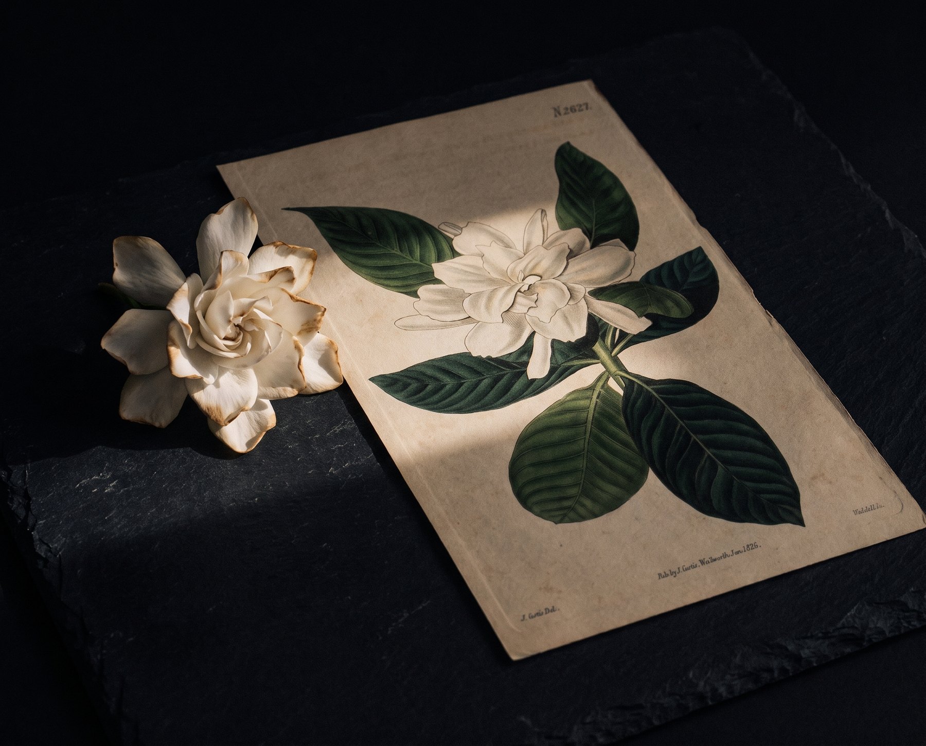 Tranh thực vật hoa dành dành (Gardenia jasminoides) cánh trắng dày giữa lá xanh bóng