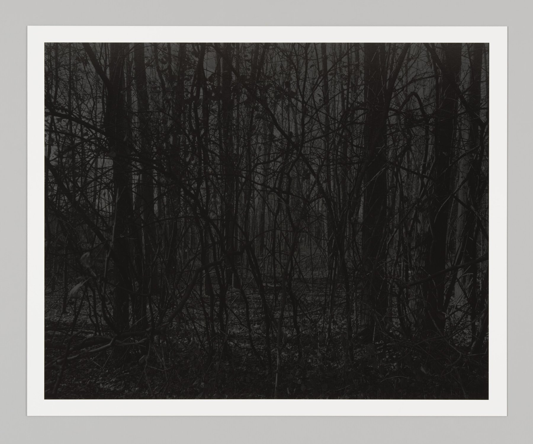 ダウード・ベイ「Night Coming Tenderly, Black」：「Untitled #17 (Forest)」、灰色の夜の森で葉のない木々が交差する、大判の白黒シルバー・プリント