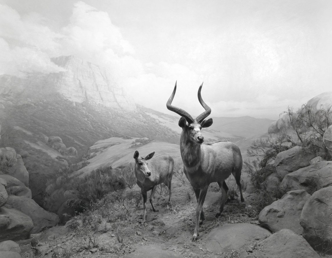 Hiroshi Sugimoto. Dioramas.