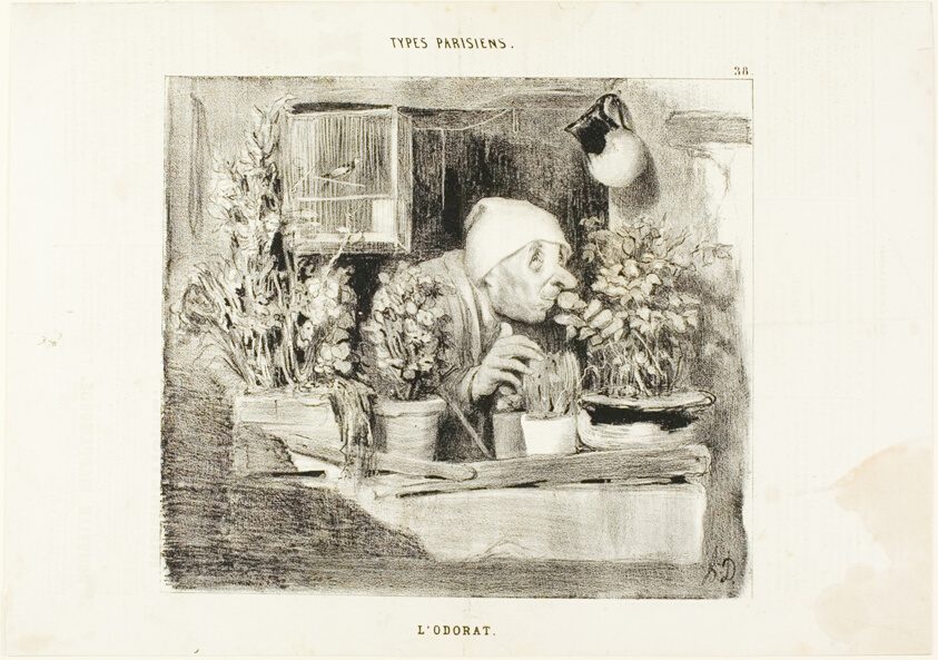 Honoré Daumier. L'Odorat.