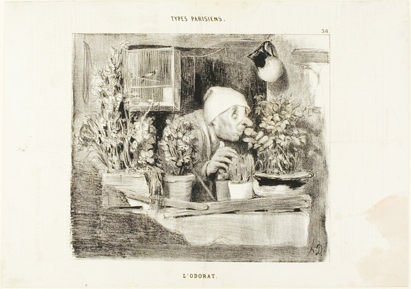 Honoré Daumier, L'Odorat from Types Parisiens: lithograph of a man bending to smell a potted flower at a window
