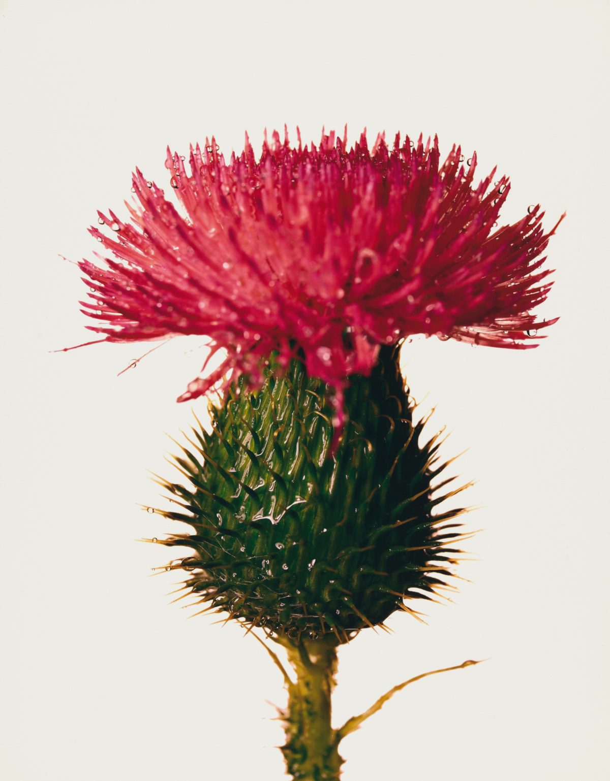 Irving Penn. Flowers.