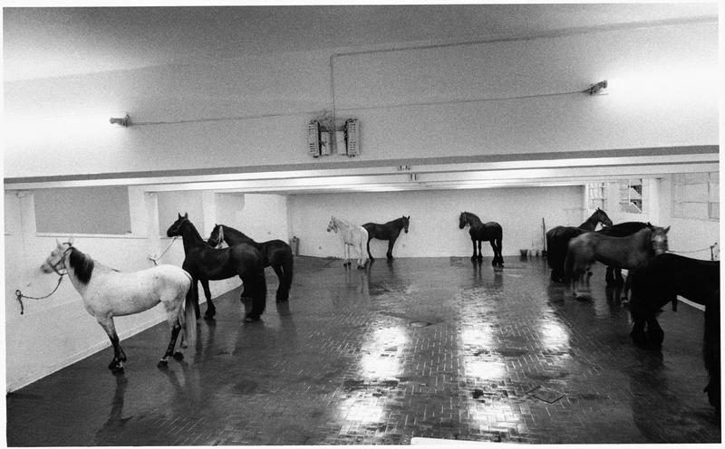 Jannis Kounellis. Untitled (12 Horses).
