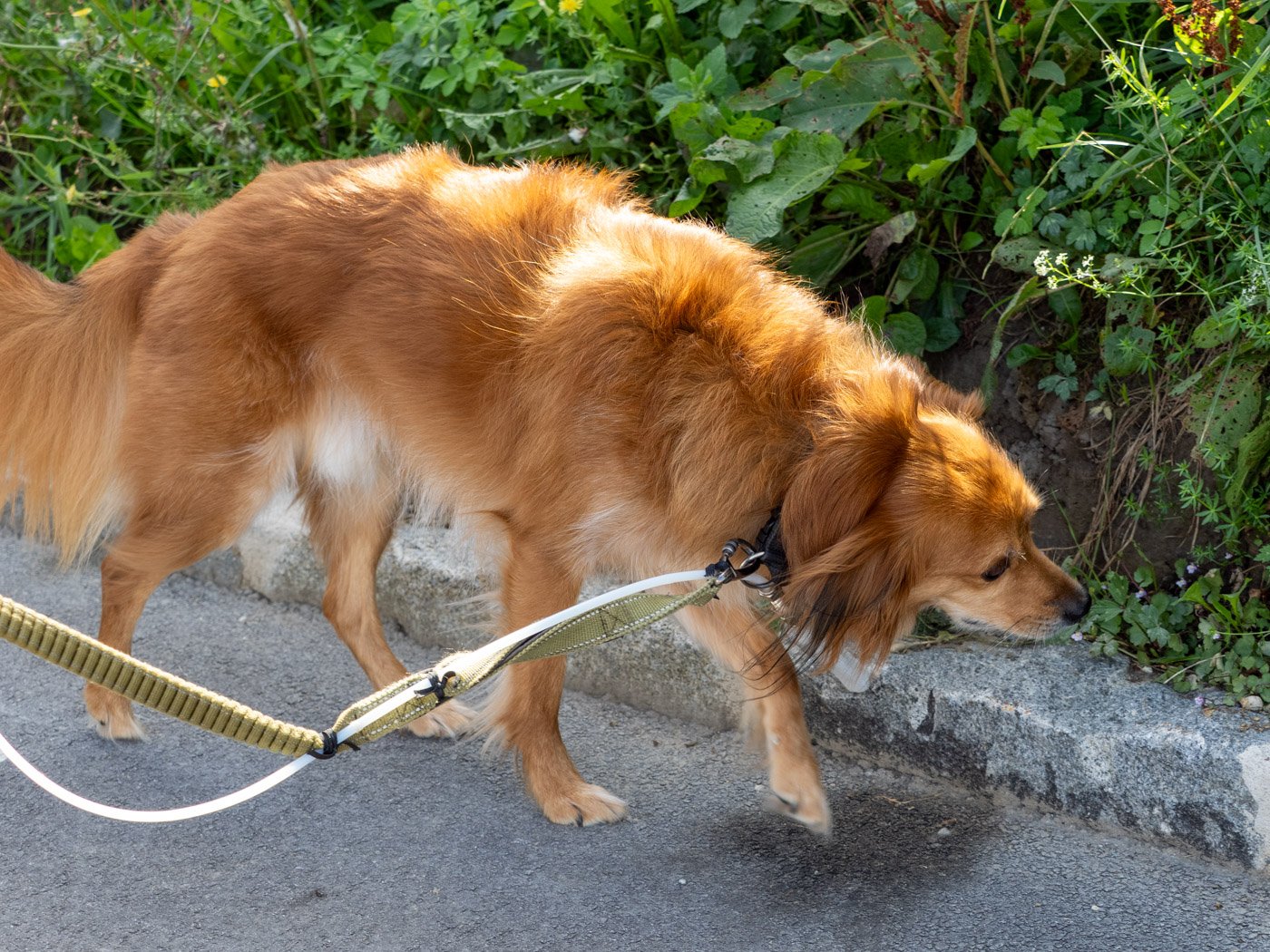Maki Ueda, Dog's Nose: chú chó đeo thiết bị đo mùi đi trên phố Linz