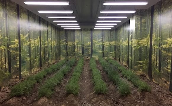 Martin Roth, In May 2017 I cultivated a piece of land in Midtown Manhattan nurtured by tweets: six rows of lavender under grow lights in a basement