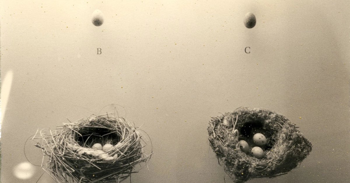 Masao Yamamoto, A Box of Ku: những bản in bạc gelatin nhỏ, mép sờn, xếp rải trên tường