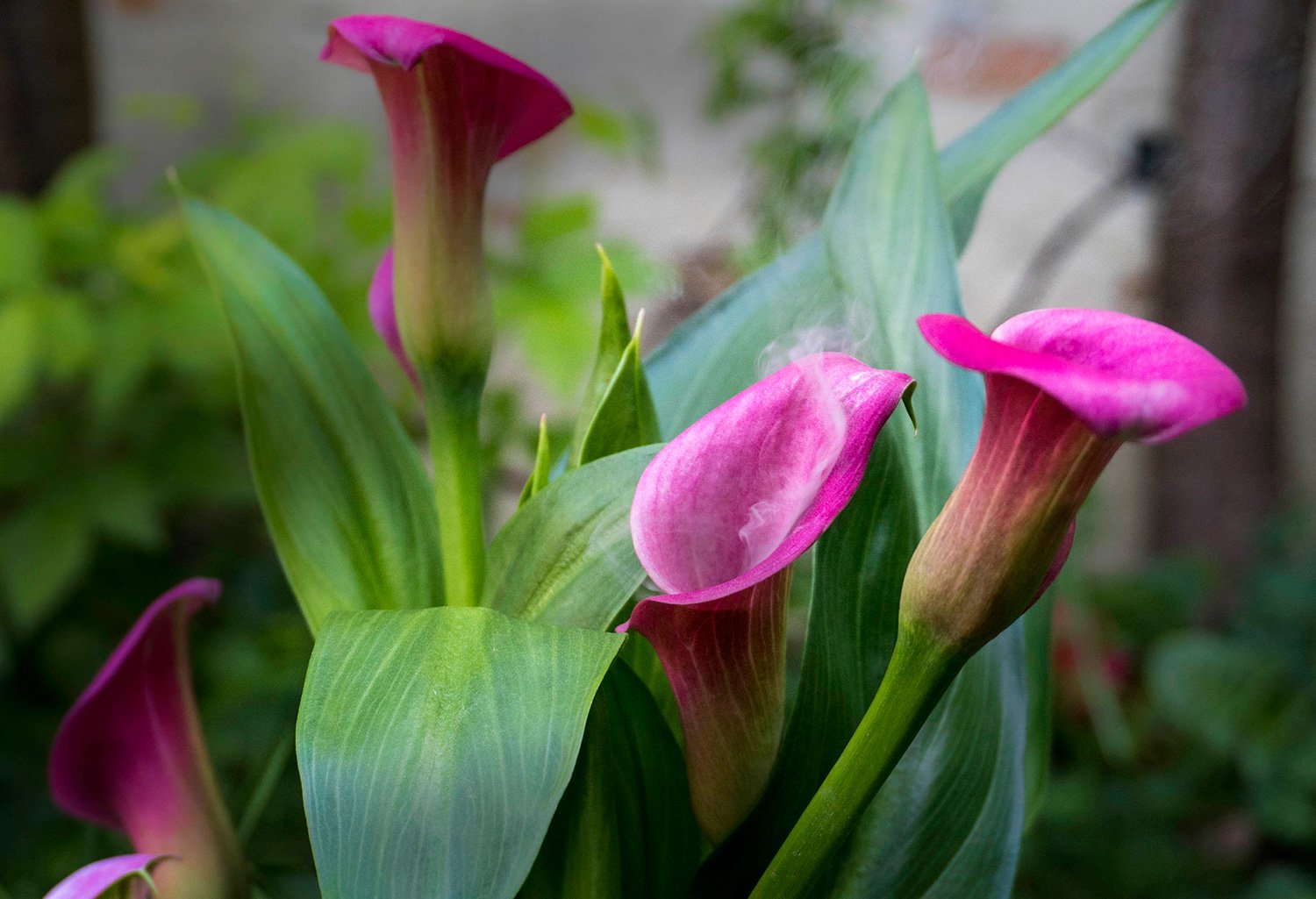 Peter de Cupere, Smoke Flowers: bông hoa thật nhả khói trong vườn Spazio Thetis, Venice