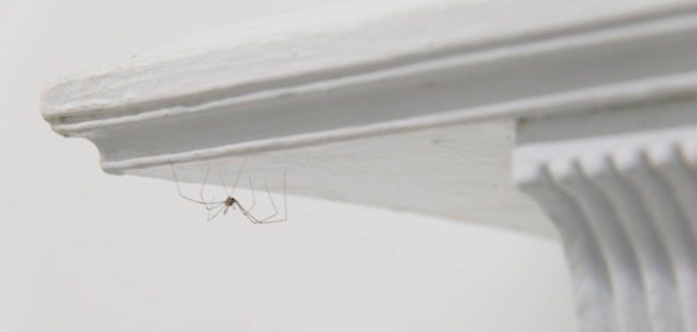 Pierre Huyghe. Hole for Rat.