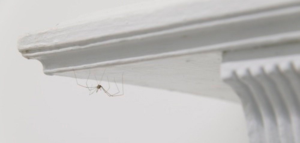 Pierre Huyghe tại The Artist's Institute, New York, 2014: tầng hầm phòng trưng bày với mạng nhện và đường hầm cho chuột