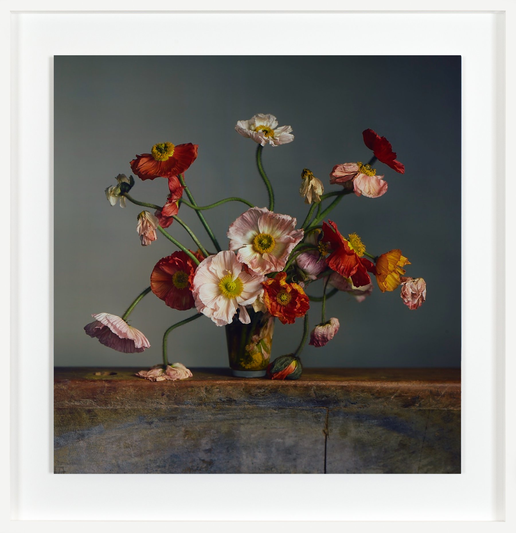 Richard Learoyd, Nature Morte: hoa cắt chụp bằng camera obscura, màu sắc sâu và sắc nét trên nền tối