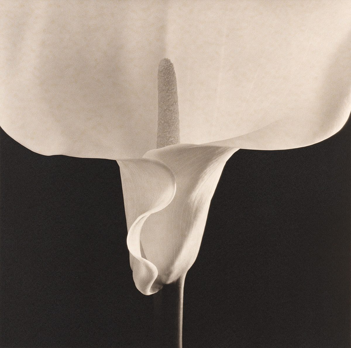 Robert Mapplethorpe. Calla Lily.