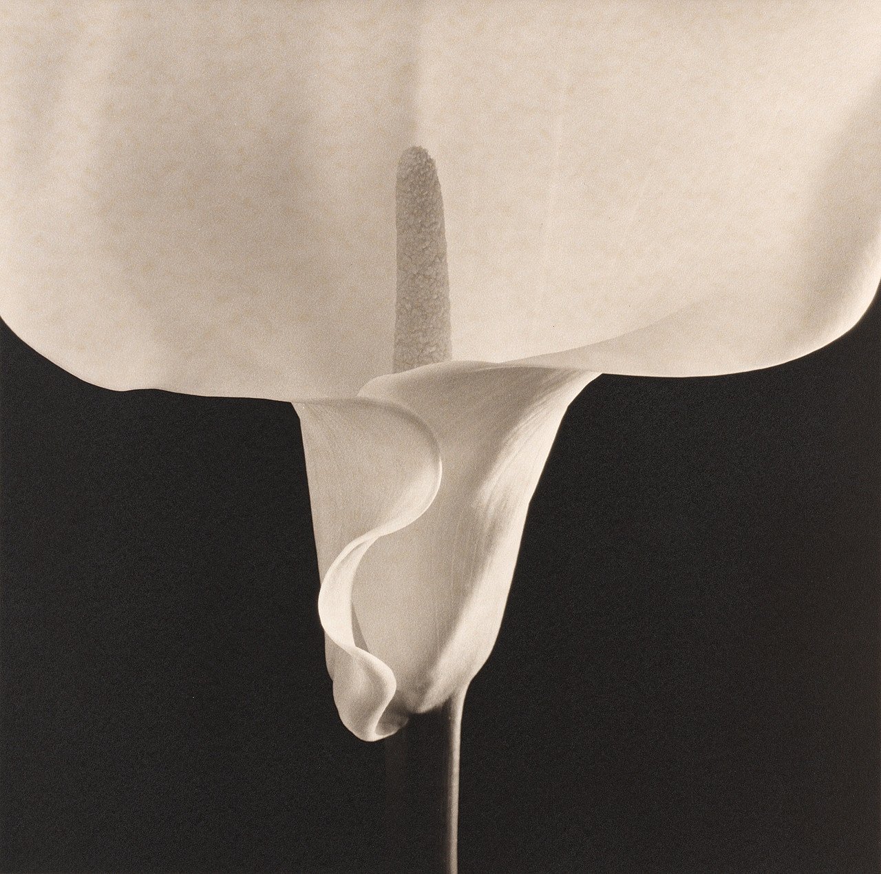 Robert Mapplethorpe, Calla Lily: a single calla lily on a plain ground, black and white gelatin silver print