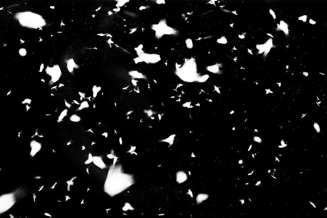 Sohrab Hura, Life is Elsewhere: ảnh đen trắng từ loạt ảnh về người mẹ, con chó Elsa và ngôi nhà gia đình