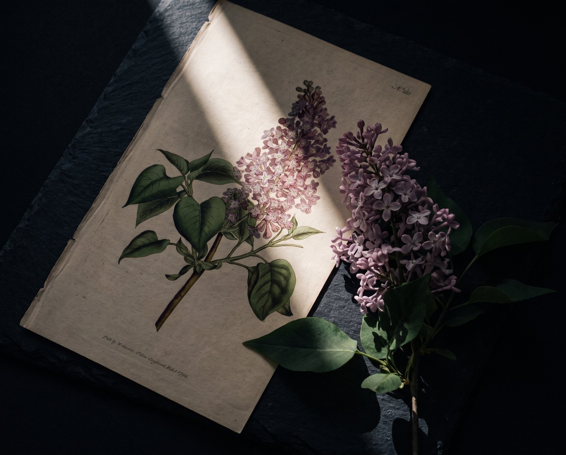 Tranh thực vật cành tử đinh hương (Syringa vulgaris) với chùm hoa tím nhạt