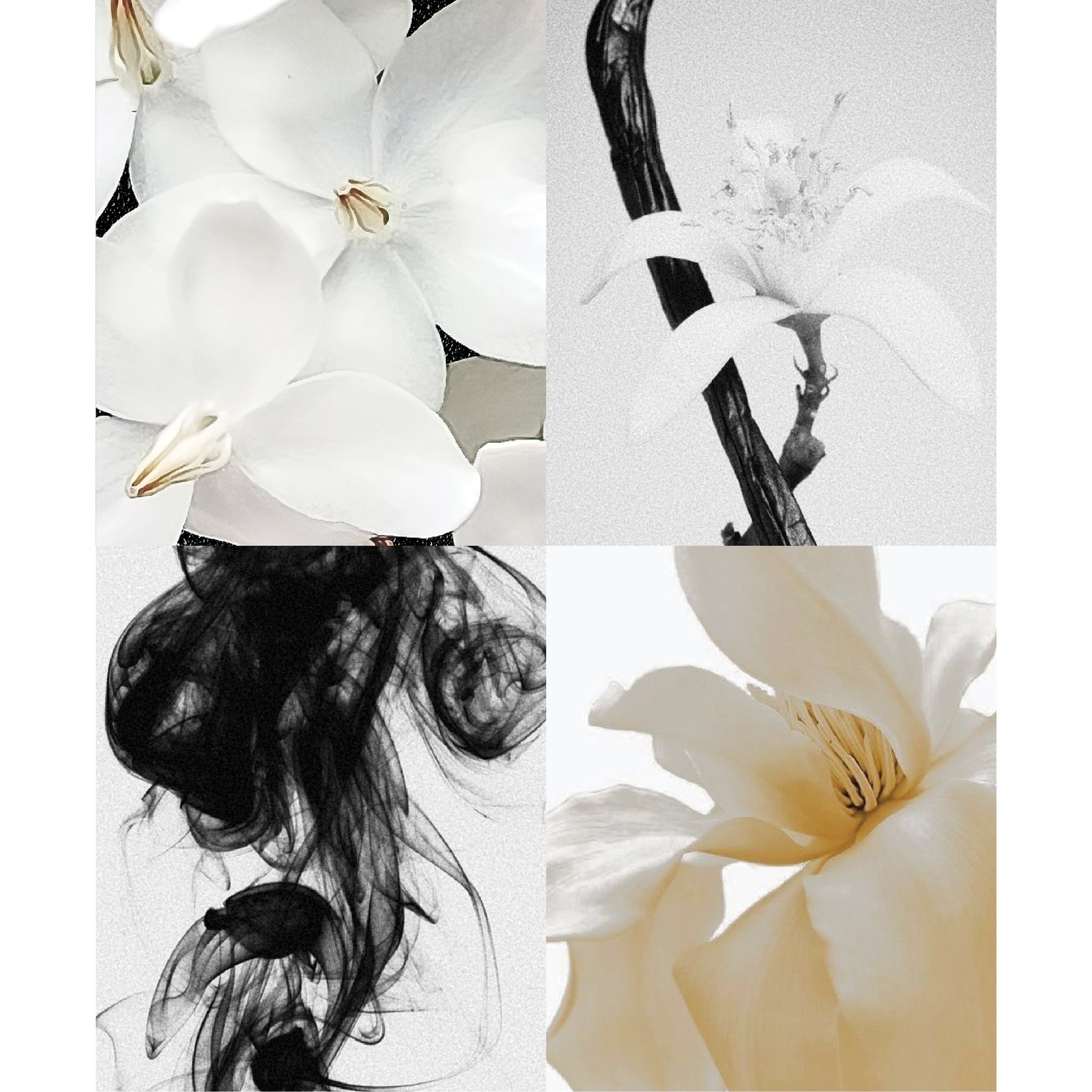 Water Jasmine bottle